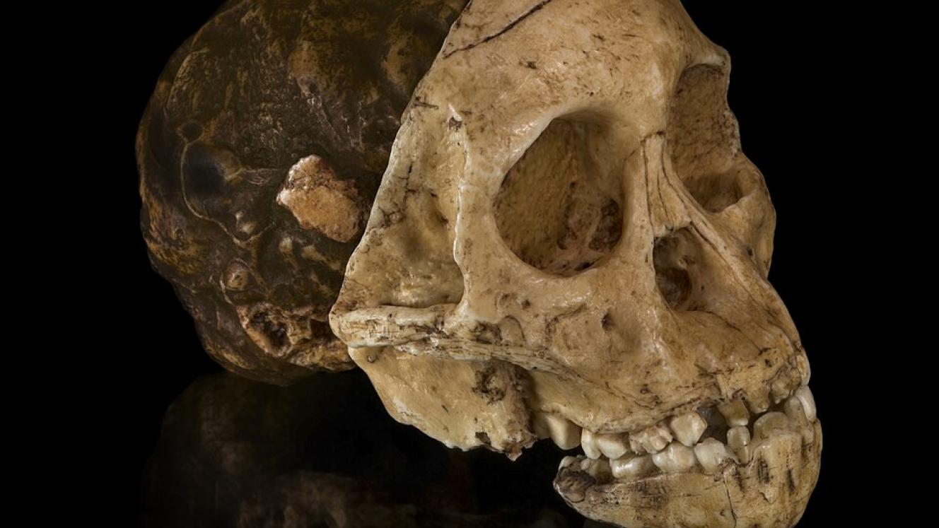 Taung Child via Wikipedia