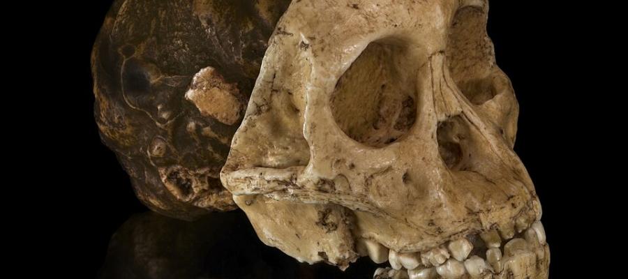 Taung Child via Wikipedia