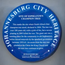 Blue Plaque of Sophiatown Champion Tree - Mark Straw