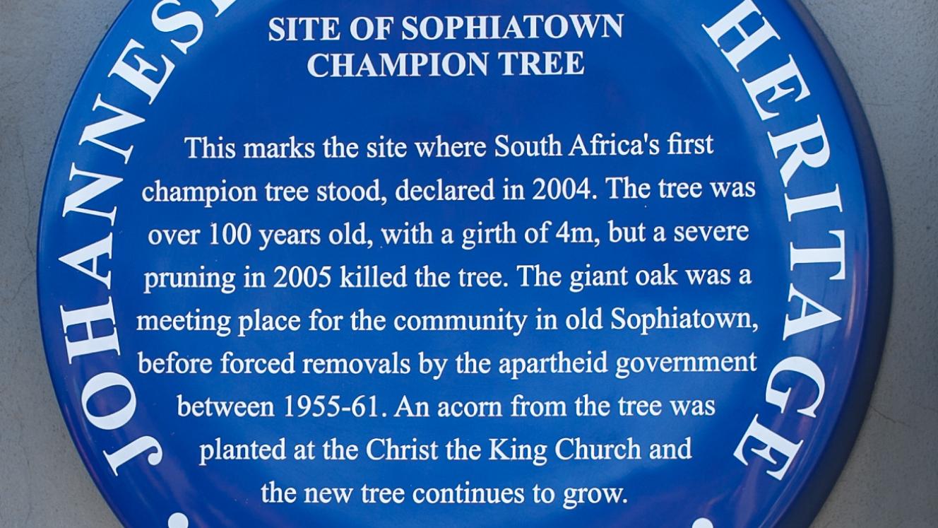Blue Plaque of Sophiatown Champion Tree - Mark Straw