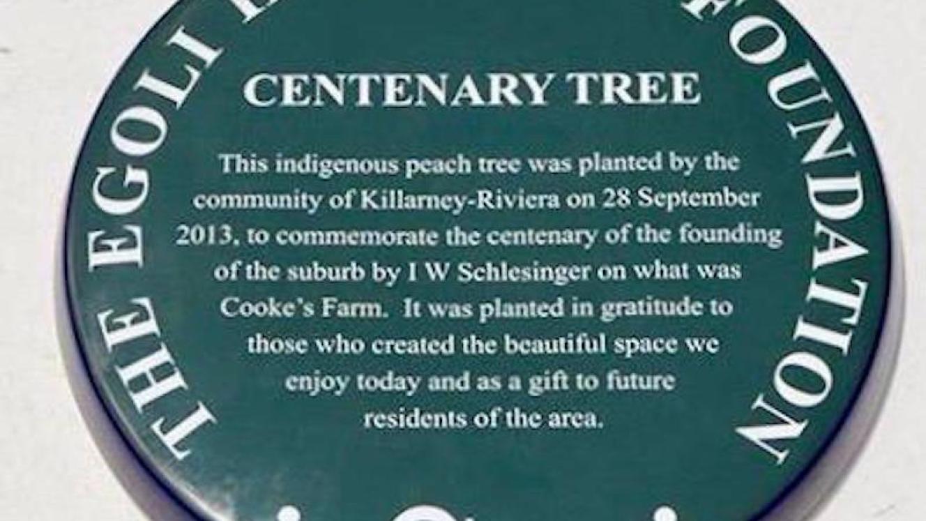 Centenary Tree Killarney via Eric Itzkin