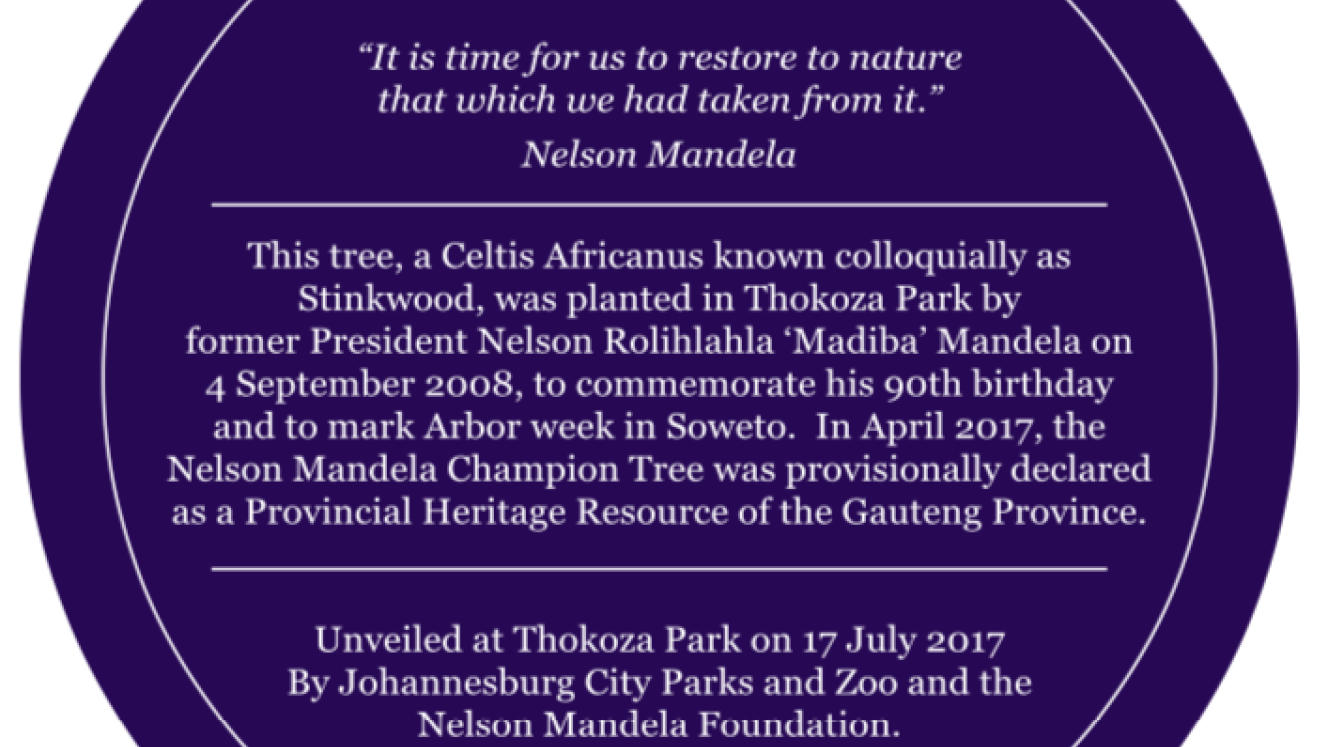 Nelson Mandela Champion Tree Blue Plaque Design - City of Joburg
