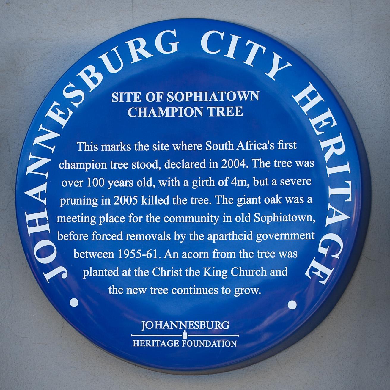 Blue Plaque of Sophiatown Champion Tree - Mark Straw Blue Plaque of Sophiatown Champion Tree - Mark Straw