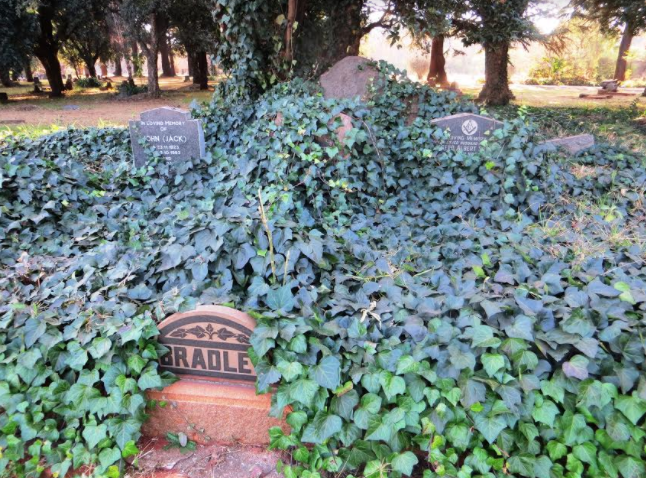 Graves amongst the ivy Brixton Cemetery - Kathy Munro - 2017