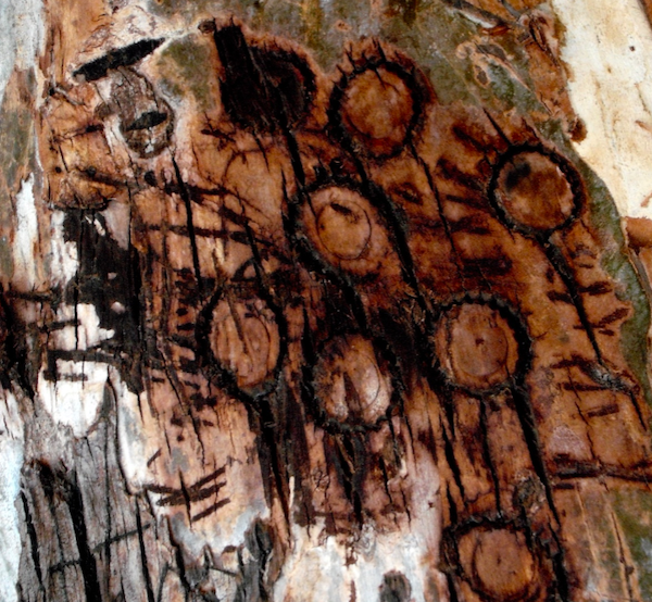 Tree engravings Carnarvon via Sue Taylor