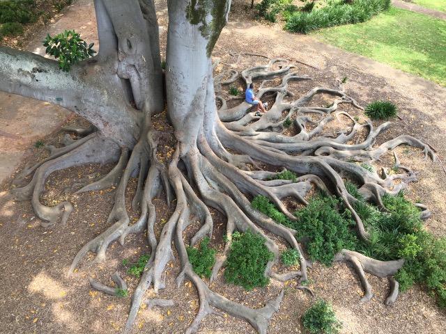 Aerial view of ficus roots - Arderne Gardens - via Clare Gibbon