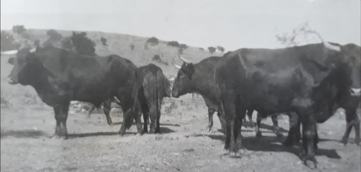 Afrikaner Oxen on Grey Craig 1928