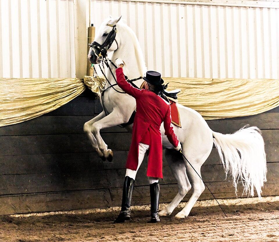 Lipizzaner in South Africa via Wikipedia