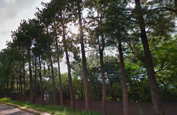 Pine Trees - Main Road - Mill Hill - Google Street View