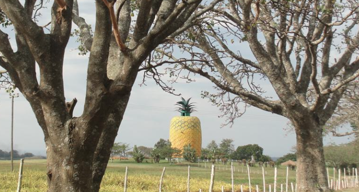 Big Pineapple Bathurst - Remax - 2019
