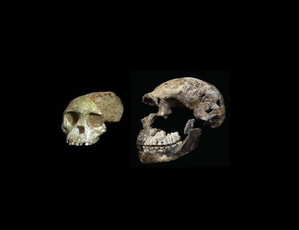 Image for Magaliesberg Association for Culture and Heritage talk - From Taung to Neo - June 2018