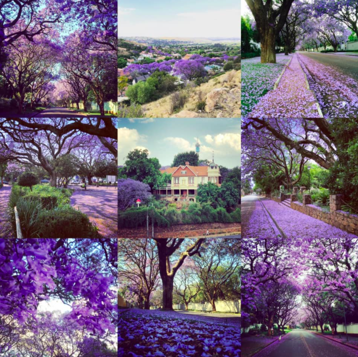 Joburg in Jacaranda Season Collage - Johannesburg Heritage Foundation