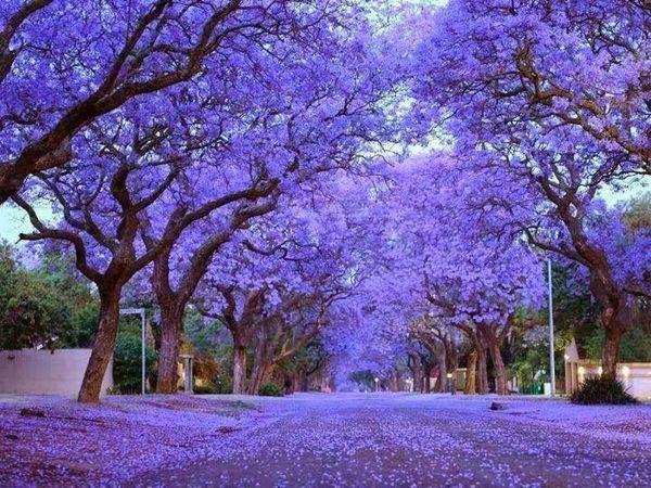 Kensington Jacaranda Walk via Cool Tony