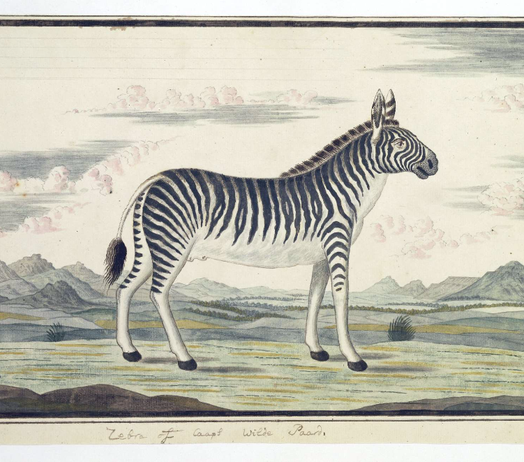 Mountain Zebra at the Cape of Good Hope via Robert Jacob Gordon website