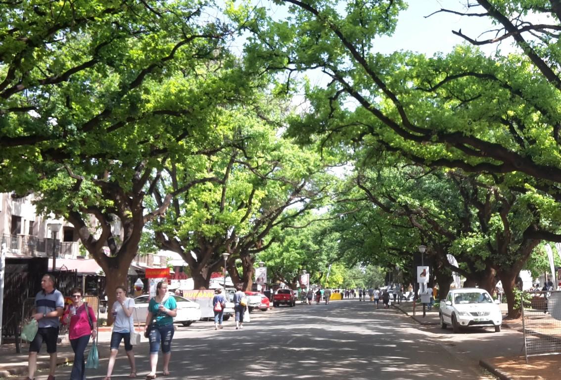 Oak trees Aardklop 2016 via Potchefstroom Heritage