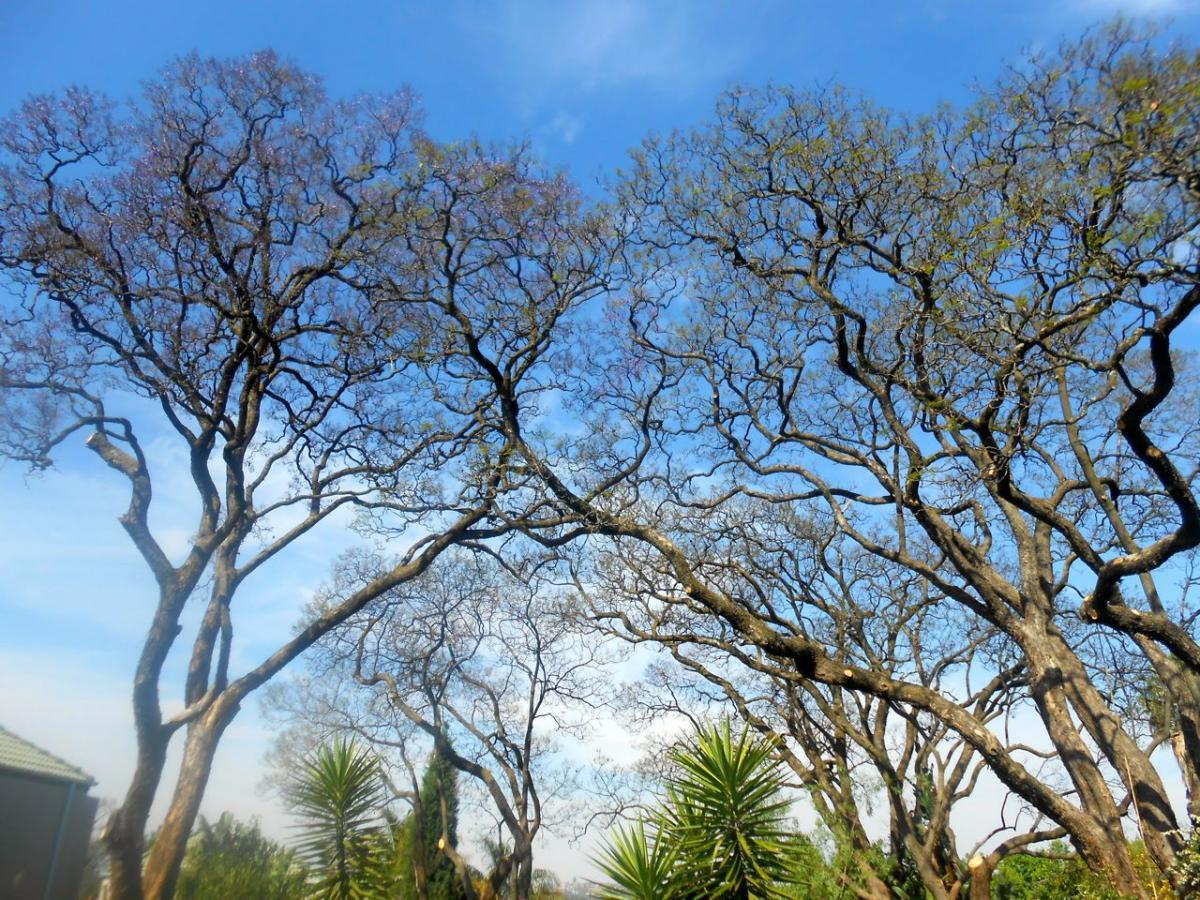 Hy Many House Trees - Heritage Portal - 2014