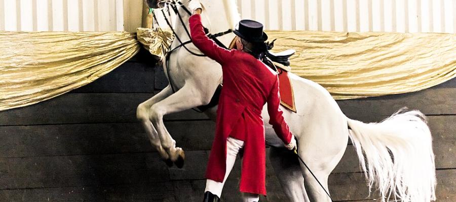 Lipizzaner in South Africa via Wikipedia